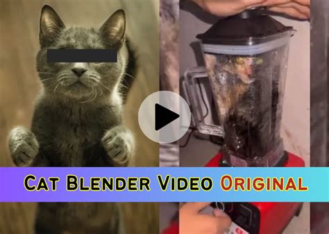 cat in the blender video twitter|What Is The Disturbing Cat Blender Video And Why Are They。